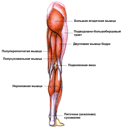 мышцы ноги